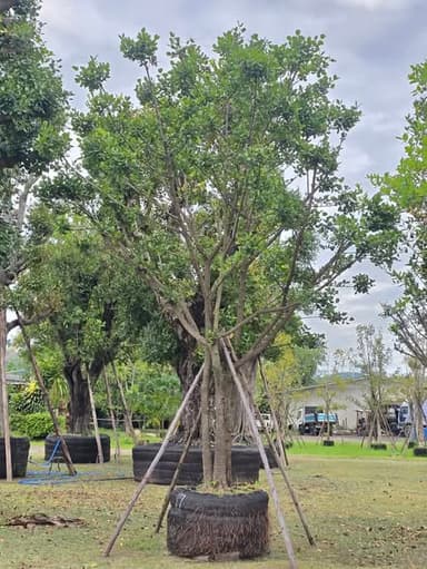 ต้นมั่งมี ไม้มงคล