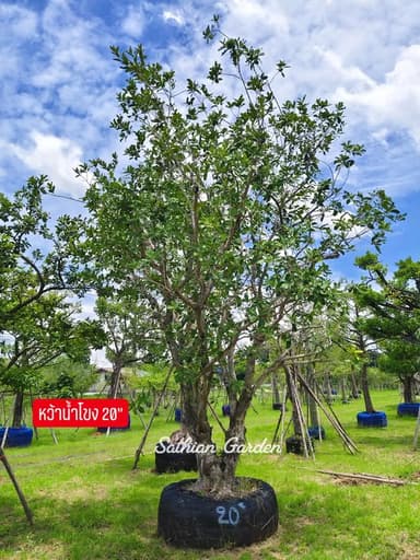 ต้นหว้าน้ำโขง หว้าชมพู