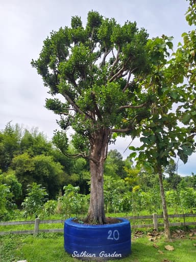 ต้นพูนทรัพย์ 20" สูง 6-7 เมตร