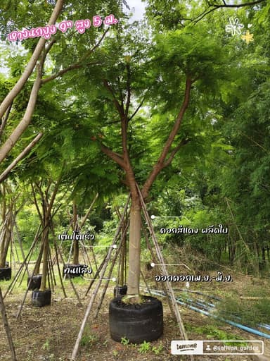 หางนกยูง (ดอกสีแดง)