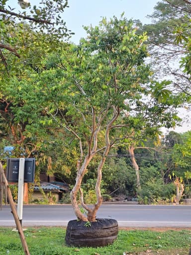 เสม็ดแดง [ลำต้นคู่]