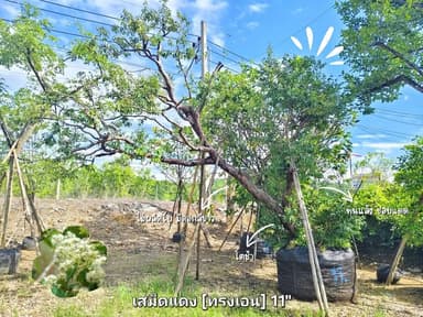 ต้นเสม็ดแดง [ทรงเอน] สูง 5 m.