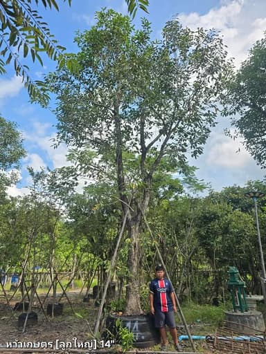 ต้นหว้า หว้าเกษตร [ลูกใหญ่]