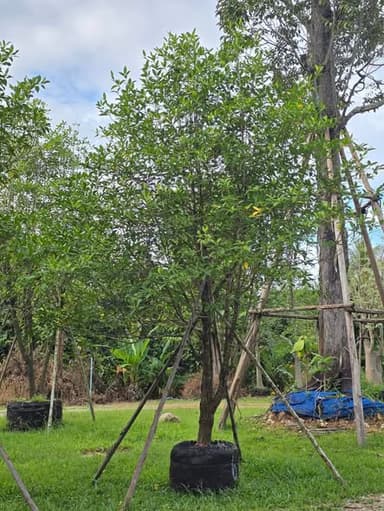 ต้นกันเกรา ฟอร์มสวย