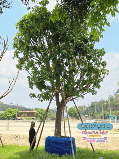 จิกน้ำ 14" สูง 6-6.5 ม.