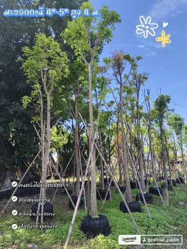 มะฮอกกานี 4"-5" สูง 4 ม.
