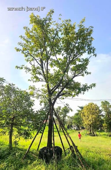 ต้นหมากเม่า [หลวง] 🌳