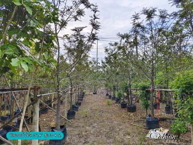 🌲 ต้นซิลเวอร์โอ๊ค 3",4" 🌲