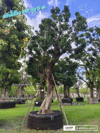 หว้าน้ำโขง (ทรงลีลา) สูง 5 ม.