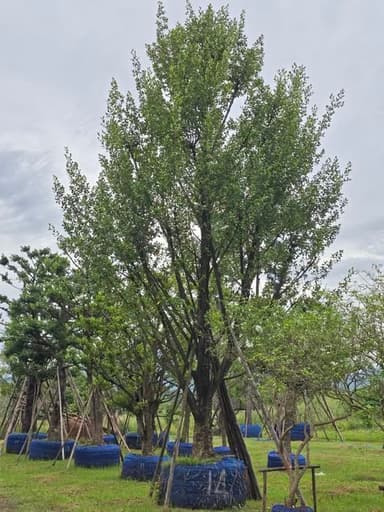 ต้นมั่งมี ไม้มงคล พุ่มทรงสนฉัตร