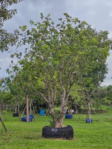 🌳 หว้าน้ำโขง 20" สูง 5 เมตร