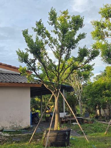 ต้นมั่งมี 9" สูง 5 เมตร