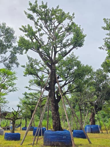 ต้นมั่งมี ขนาด 20 นิ้ว สูง 7-8 เมตร