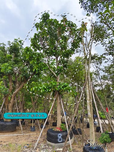 🌳 ต้นชมพู่มะเหมี่ยว 8"🌳
