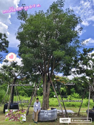 กระพี้จั่น 24