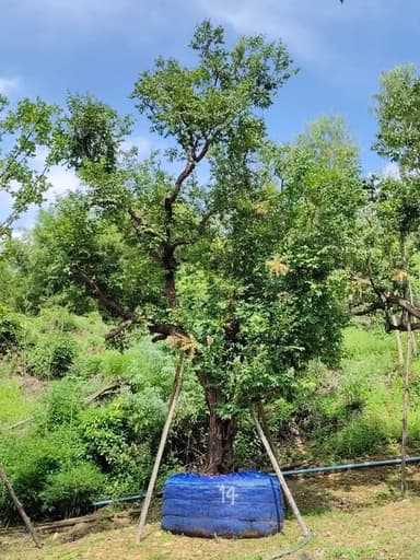 ต้นเสม็ดแดง