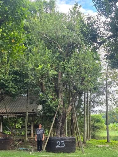 ต้นหว้าน้ำโขง