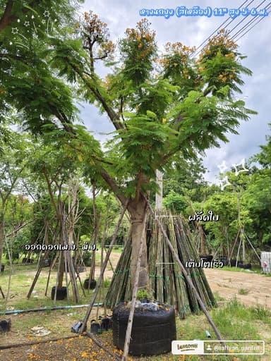 หางนกยูงฝรั่ง (ดอกสีเหลือง)