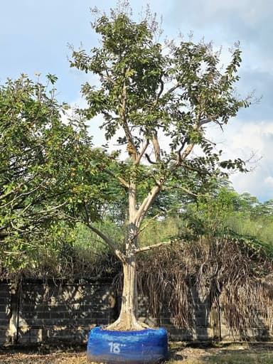 ต้นตะแบก ดอกสีม่วงขาว