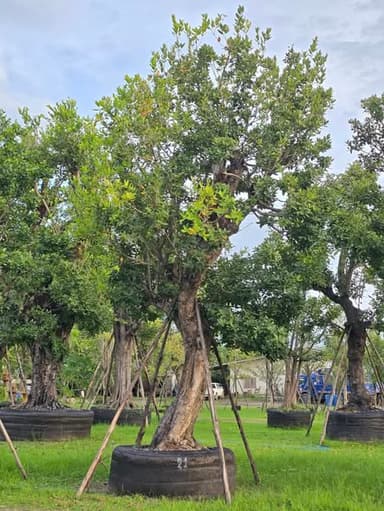 ต้นหว้าน้ำโขง [ทรงลีลา] 🌳