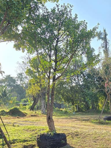 ต้นมั่งมี สูง 5 ม.