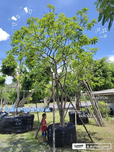 จิกน้ำ 8 นิ้ว - สวนเสถียร นครนายก