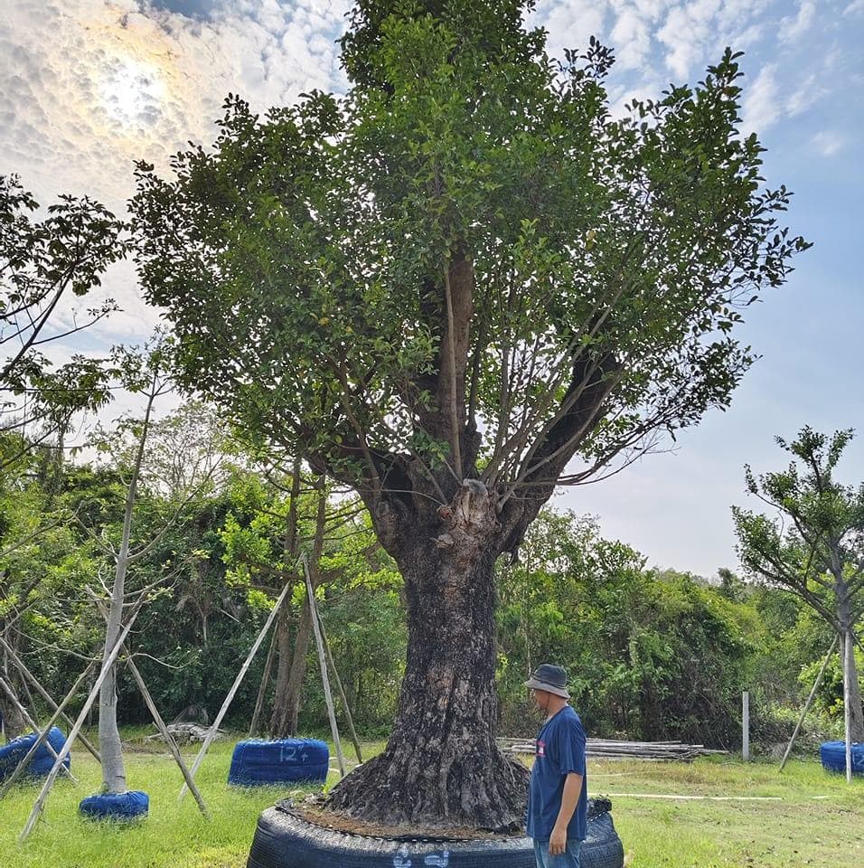 สวนเสถียร พันธุ์ไม้ จำหน่ายไม้ขุดล้อมทุกชนิด