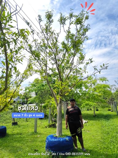 ต้นชุมแสงมินิ - สวนเสถียร พันธุ์ไม้