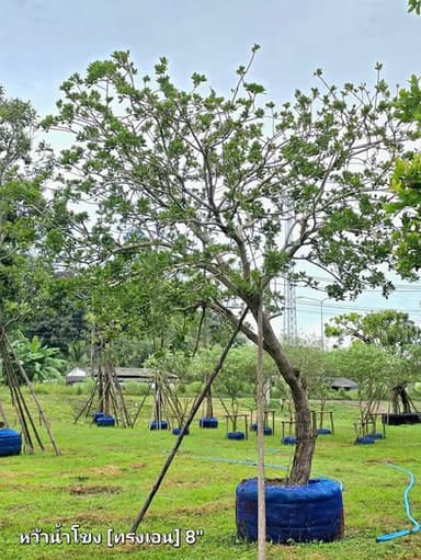 ต้นหว้าน้ำโขง ฟอร์มสวย