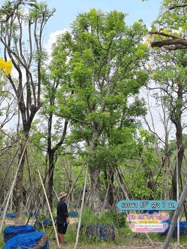 แคนาไม้สูง 7 เมตร