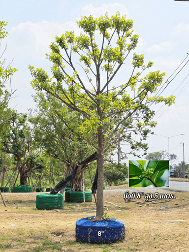 ต้นมั่งมี 8