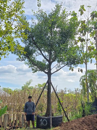 ต้นมั่งมี 10" สูง 5-6 ม.