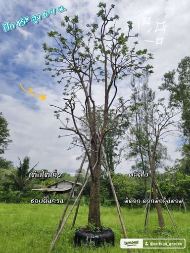 ปีบ กาสะลอง