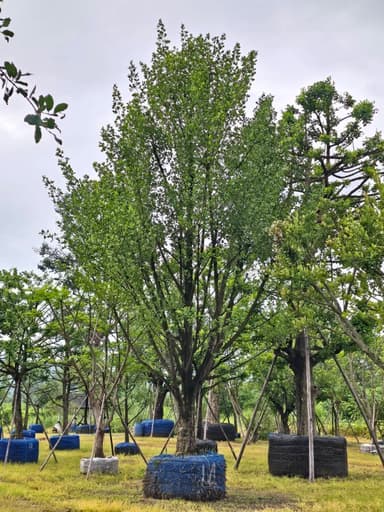 ต้นมั่งมี ขนาด 14" สูง 7 ม. 🌳