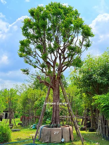 พูนทรัพย์ 21 สูง 7 เมตร