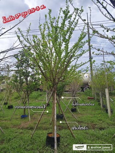 น้ำเต้า 3" 