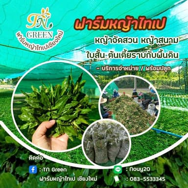 หญ้าไทเป
