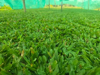 หญ้าไทเปด่าง พร้อมปลูก ฟาร์มเชียงใหม่ 🌱