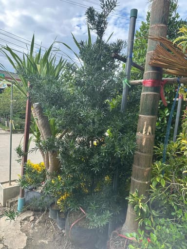 สนใบพาย (ไม้เลี้ยง) 🌲🎄