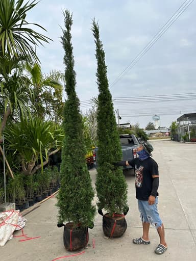 🌲สนมังกร ทรงสวย สูง 3.80 เมตร เลี้ยงง่าย โตไว ไม้สวนแท้💯%