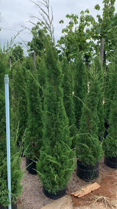 สนมังกร