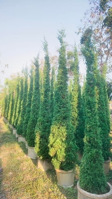 สมังกร ไม้เลี้ยงขนาดใหญ่ 3 เมตร - Coffee Tree by Golden Garden