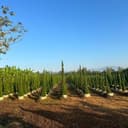 Coffee Tree by Golden garden  logo