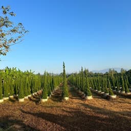 Coffee Tree by Golden garden 