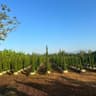 Coffee Tree by Golden garden 