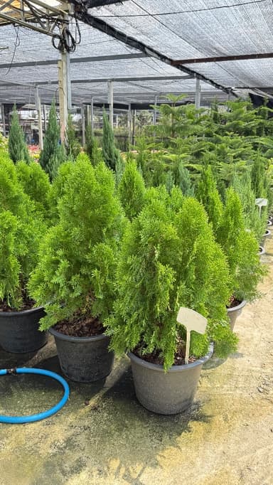 สนแผง สูง 70 เซนติเมตร