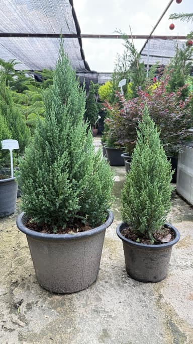 สนทรายเงินบลู