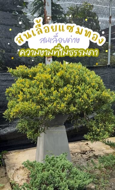 สนเลื้อยด่าง 💛