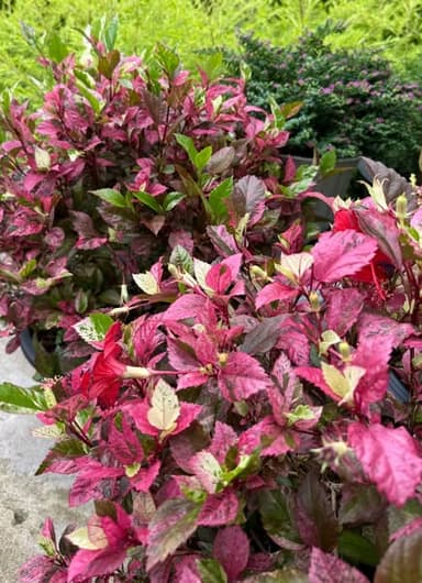 ชบาด่างสามสี 🌺🌿