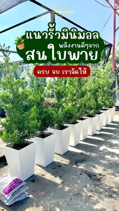 สนใบพาย - ต้นไม้ทำรั้วสุดฮิต